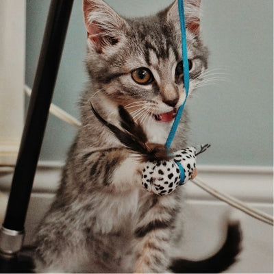 PET TOYS